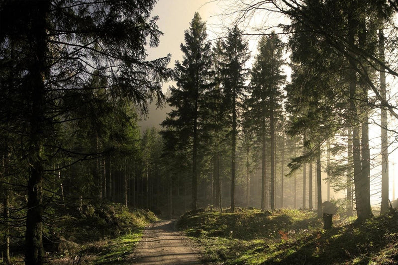 Norwegian Forest Pine Scent